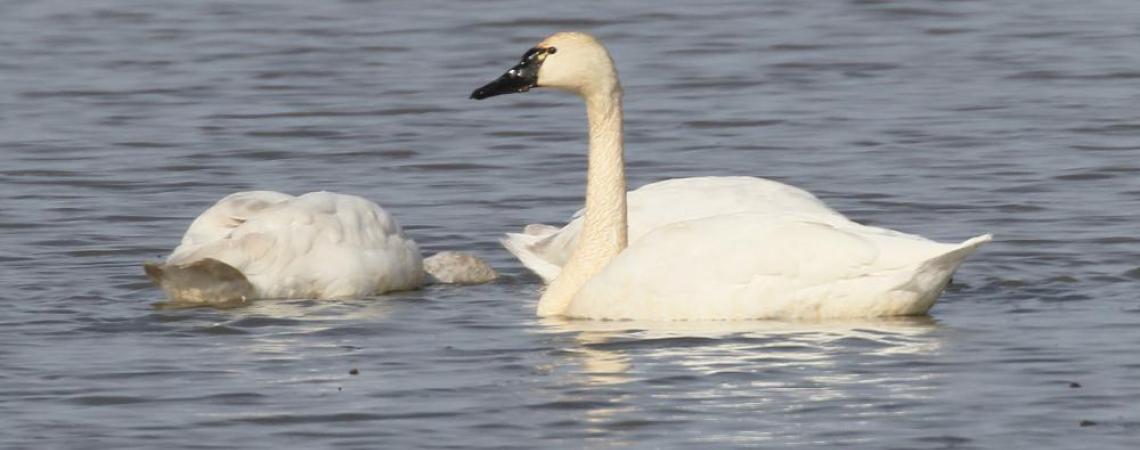 The good, the bad, & the ugly duckling | Ohio Cooperative Living
